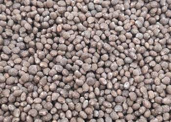 Sprzedam łubin słodki wąskolistny wars