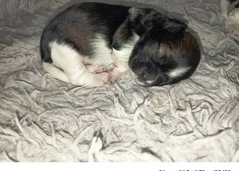 Suczka Shih-tzu