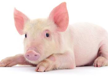 Dezosan Junior – sucha kąpiel dla prosiąt – 300 kg higiena prosiąt