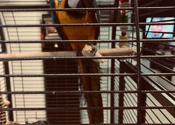 Ara Ararauna oswojone