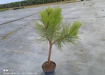 Sosna Żółta (Pinus Ponderosa) 60-80 cm 10 zl szt Promocja!!!
