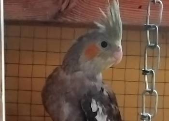 Sprzedam papuge Nimfe