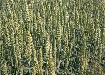 Pszenica ozima Findus tegoroczna Pszenica ozima Findus tegoroczna