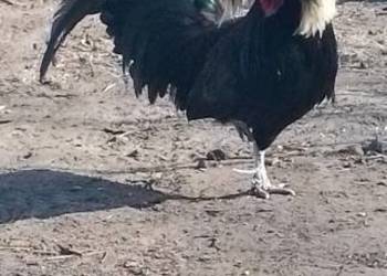 Sprzedam białoczub holenderski