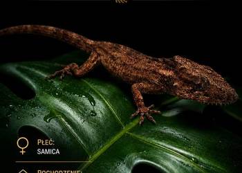 Anolis brodaty