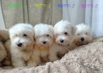 SAMIEC biały Coton De Tulear szczenię ZHPR UCI Kraków