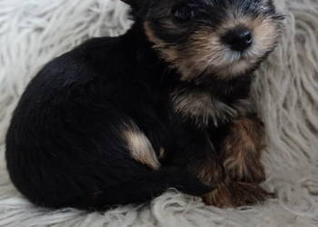 Piesek Yorkshire Terrier