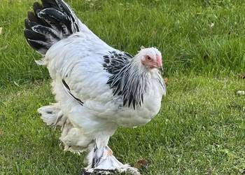 Brachma olbrzymia