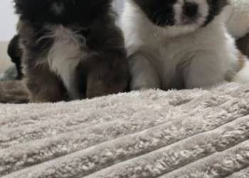 Szczeniaki shihtzu