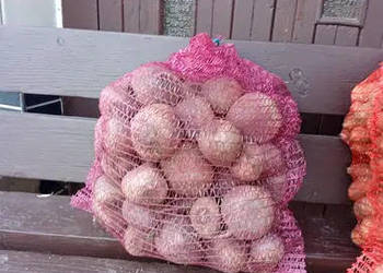 Buraczkii ćwikłowe alto