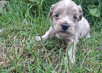 Maltipoo piesek suczka pudel miniaturowy / maltańczyk