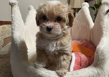 Maltipoo suczka mini  xxs