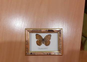 Duży motyl argynnis psphia