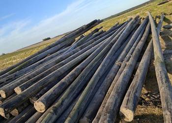 Słupy chmielowe 7.5m i 9.5m duża ilość