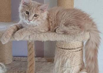 Kocurek Maine coon