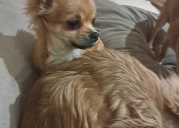 Szczeniak  chihuahua