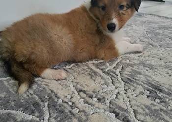 Owczarek Szkockie Collie szczeniaki