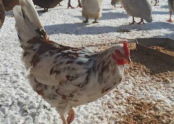 Koguty zargodowe i kogut silka.