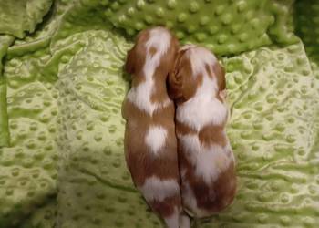 Cavalier King Charles Spaniel FCI