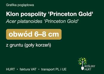 Klon pospolity 'Princeton Gold' obwód 6-8 cm, z gruntu – HURT