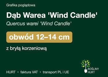 Dąb Warea 'Wind Candle' (Quercus warei) obwód 12-14 cm, z bryłą – HURT
