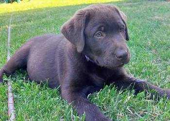 Labrador Czekoladowy suczka