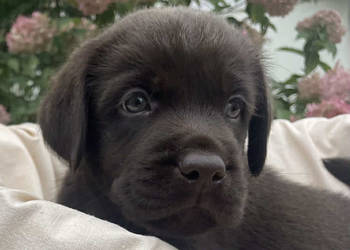 Labrador Retriever Czekoladowy