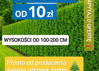 SPRZEDAM TUJE BRABANT - Idealne na żywopłot  DOWÓZ GRATIS