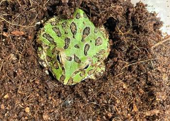 Żaba rogata (Ceratophrys cranwelli) 3-4cm green
