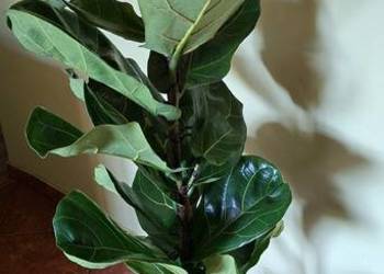Duży Fikus dębolistny (Ficus Lyrata) – Gęsty, Zdrowy, 125 cm 100 zł
