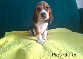 beagle tricolor