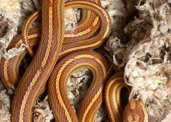 Wąż zbożowy Motley Tessera