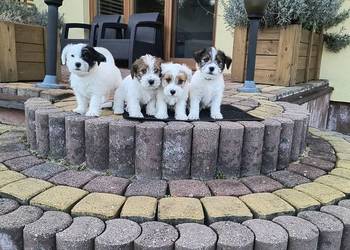 Jack Russell Terrier