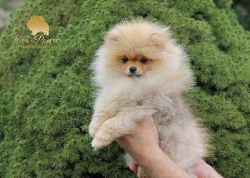Szpic miniaturowy pomeranian-suczka ZKwP FCI