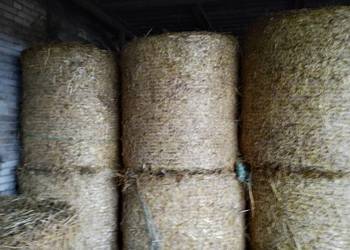 Sprzedam słomę baloty 120/120 siatka