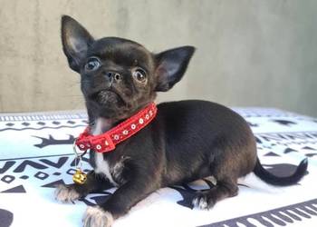 Chihuahua śliczna czarna suczka