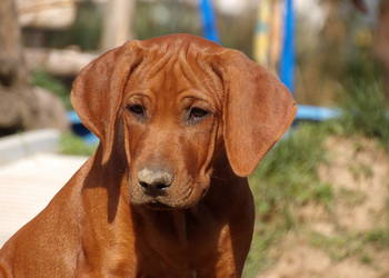 Szkolenie gratis. Szczenięta Rhodesian Ridgeback ZKwP/FCI