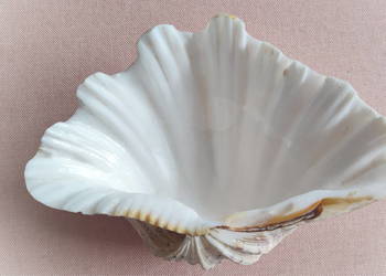 Naturalna muszla przydaczni – duża, dekoracyjna, 20 cm | unikat znad oceanu