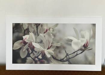 Piękny elegancki obraz grafika magnolie biała rama 100x50 cm białe kwiaty