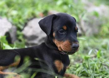 Bardzo uroczy szczeniak dobermana.