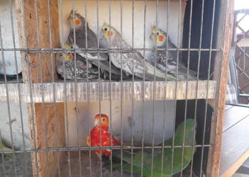 Sprzedam papugi górskie nierozłączki świergoty pory nimf oraz faliste papug