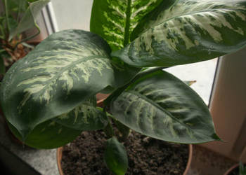 Kwiatek, Roślina Difenbachia 28cm