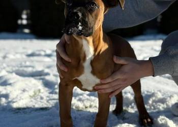 Szczeniaki Bokser - Ostatni Piesek.