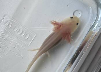 Młode aksolotle z własnej hodowli –do dobrego domu