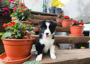 Suczka Border collie czarno-biała z rodowodem z domowej hodowli