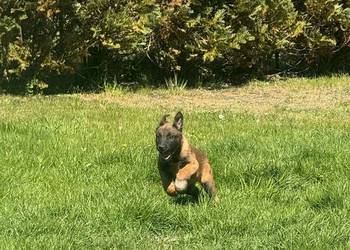 Owczarek Belgijski Malinois
