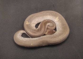 Pyton Królewski samiec Super Cinnamon Mojave
