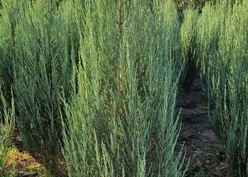 Jałowiec - Juniperus BLUE ARROW 160-180 cm SUPER JAKOŚĆ