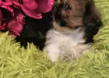 Shih tzu FCI suczka