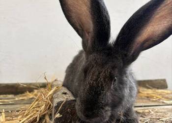Szpzedam królika za 60zl cena do negocjacji rasa olbrzym belgiski samiczka